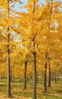 Autumn Trees Postcards