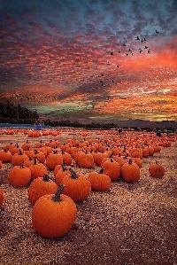 ACTs: Pumpkin Coin (1:1)