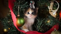 Meowy Christmas Cards