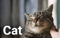 WIYM: NAKED CAT POSTCARD