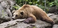 WIYM: NAKED SLEEPY OR LAZY ANIMAL