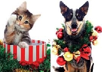 CM: Dog or Cat Christmas card