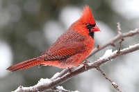 WIYM: Christmas Card: Cardinal