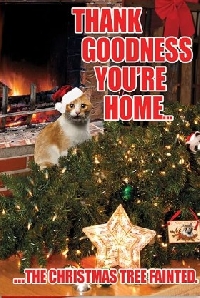 Christmas Card # 3 - real cat