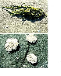 SIGN UP TO WIN 2 MARINE PLANT POSTCARDS
