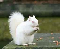WIYM: NAKED WHITE ANIMAL POSTCARD 
