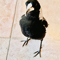 CS: 2x letter-rate decos (INTL)