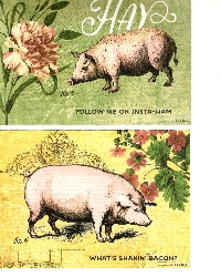 SIGN UP TO WIN 2 FUNNY PIG POSTCARDS