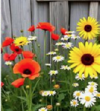 SPCP: Flowers eSwap #376442