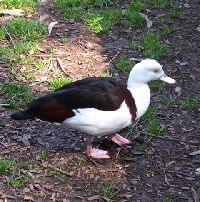 BLS Make a bird info card # 13