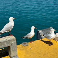 SPCP: make a bird info card #11