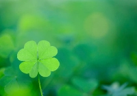 Canadian Swappers:St Patrick’s Day happy mail