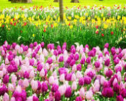 Spring Twinchies + Tuck in