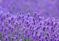 Decorate an envelope with purple