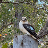 DB:1xESTABLISHED letter-rate deco MAR2026