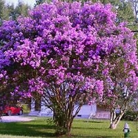 WIYM: SPING FLOWERS 2026