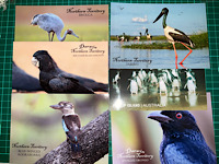BLS: send 3 bird PCs to 2 partners
