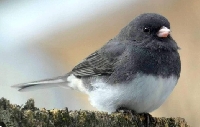 MFF:  Bird Tag:  Letter J