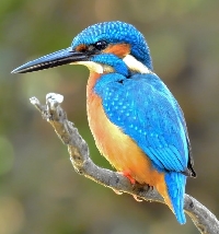 MFF:  Bird Tag:  Letter K