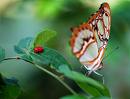 Butterfly or Ladybug Postcard