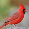 WIYM: U.S. STATE BIRD POSTCARD 