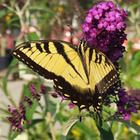 WIYM: Let's Enjoy a Summer Garden USA