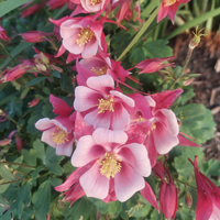 WIYM: Let's Enjoy a Summer Garden INTL