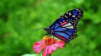 SMSUSA: Handmade Postcard #2: Butterflies