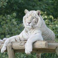 APDG ~ International Tiger Day Deco Swap - 7/29
