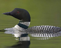 MFF:  Bird Tag:  Letter L