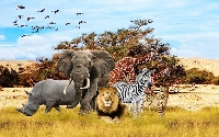 WIYM: NAKED AFRICAN ANIMAL POSTCARDS SWAP
