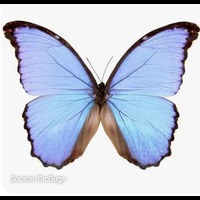 ATC Butterfly Theme
