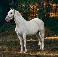 WIYM: NAKED WHITE ANIMAL POSTCARD July 2026