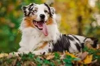 WIYM: NAKED DOG POSTCARD - July 2026