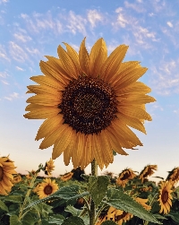 🌻 Flower of the month - August 