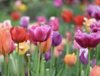 🌷 Flower of the month - September 