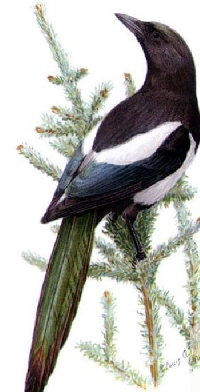 MFF:  Bird Tag:  Letter M