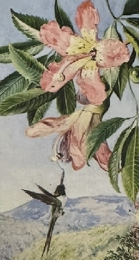 Floral Postcards #6