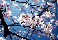 Sakura Pendant