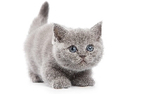 Cat Postcards