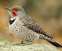 MFF:  Bird Tag:  Letter N