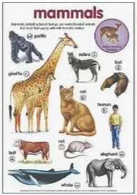 WIYM: ANIMAL POSTCARD SCAVENGER HUNT = OCT
