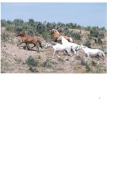 SIGN UP TO WIN THIS HORSE POSTCARD SENT NAKED