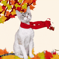 WIYM:  FALLING, FELL, FELON CRAZY FOR AUTUMN P.C