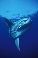 Mola Mola Private Swap