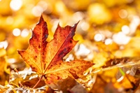 JAMS: Autumn