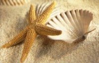 Seashell and Starfish ATC