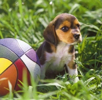 Dog ATC Series:  Beagle