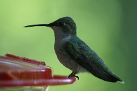 Anything to do with Hummingbird PC