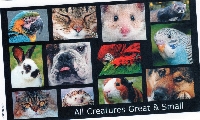 Creatures Great & Small Inchies - International